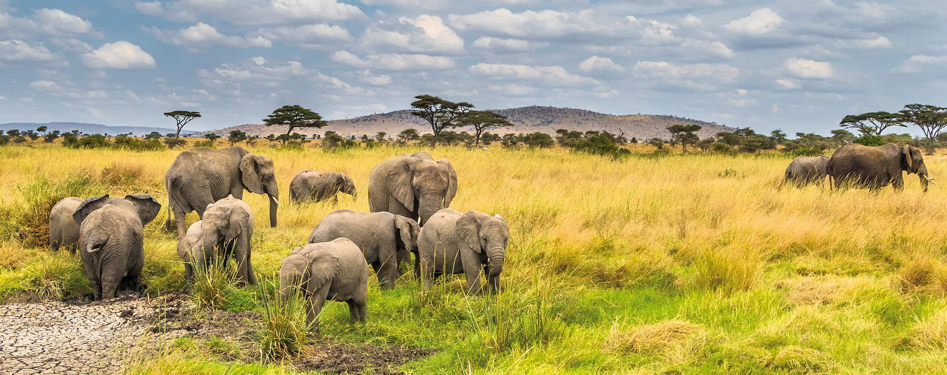 1743230566429_Best-time-to-visit-Nyerere-national-park-on-Tanzania-wildlife-safari