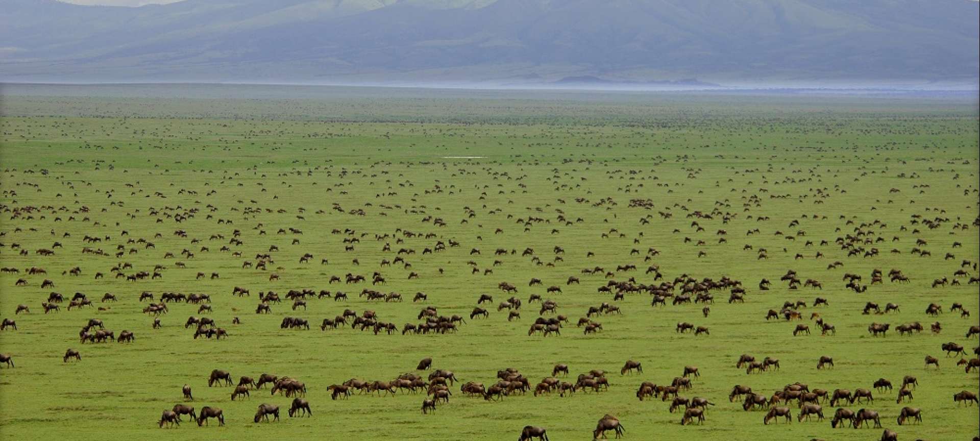 2-Days-Saadani-National-Park-Safari