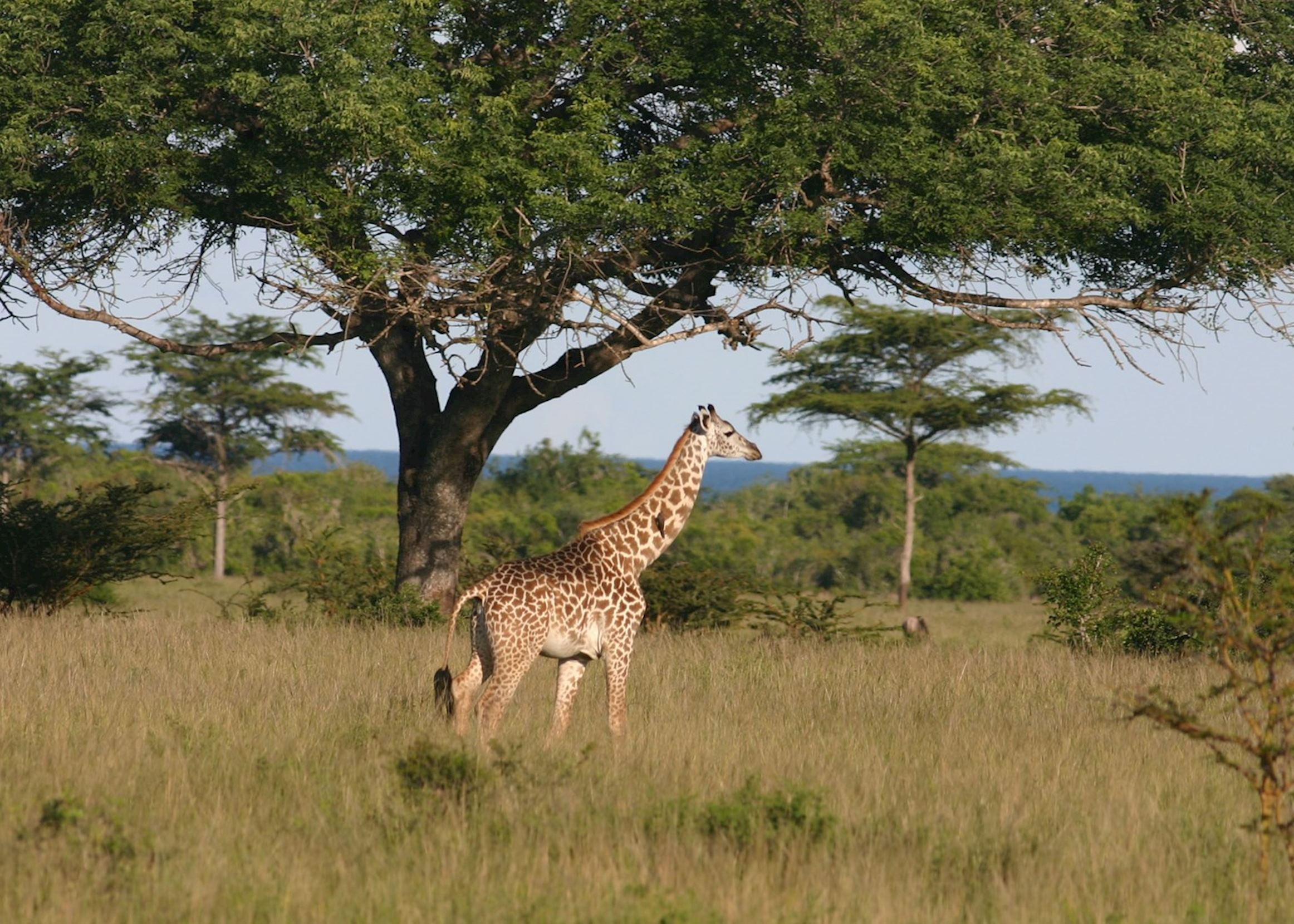 257963-giraffe-saadani-national-park