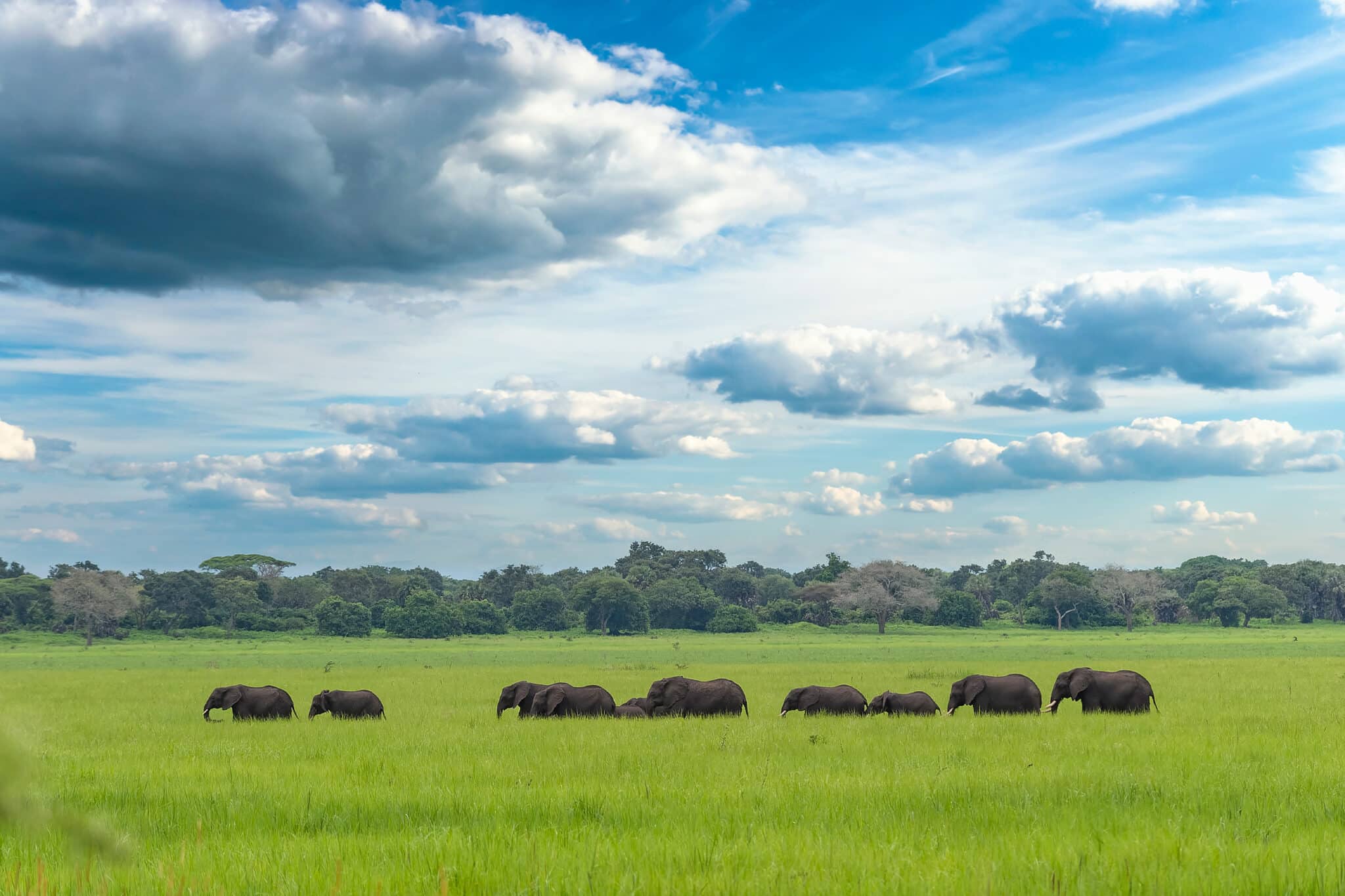 A-herd-of-elephants-walking-through-the-grasslands-of-Katavi-National-Park