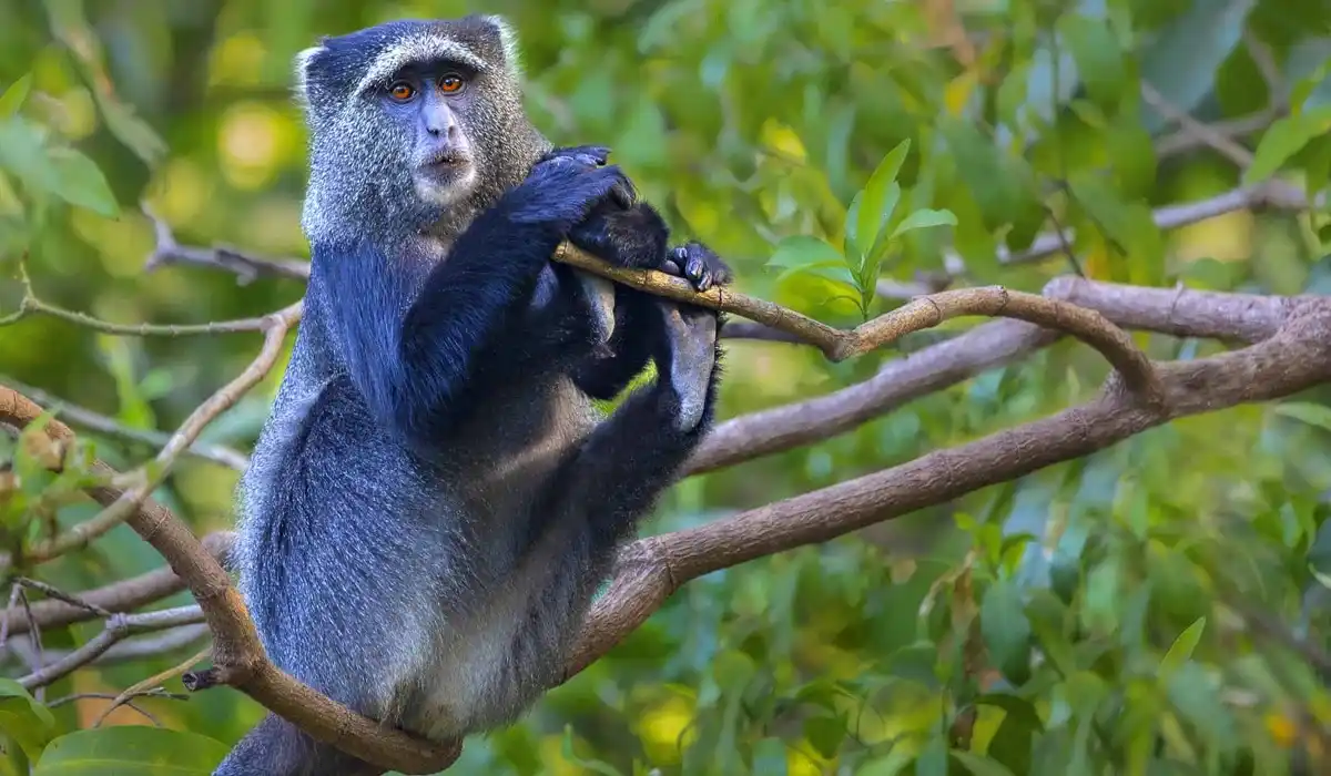 Bkue-Monkey-at-Gombe-National-Park-Discover-When-to-Visit-Gombe-Stream-National-Park