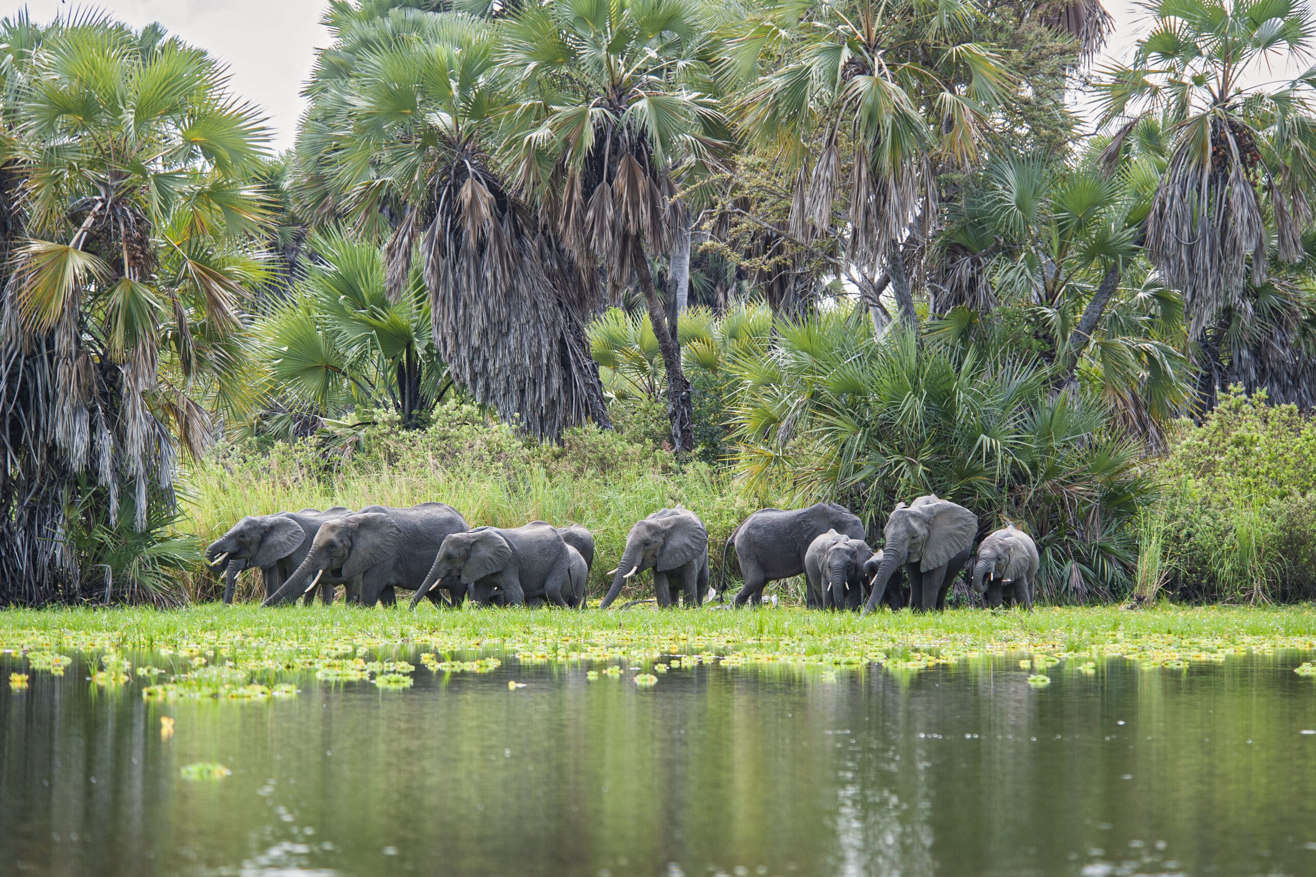 Elephants-by-the-river-in-Nyerere-National-Park-Easy-Travel-Tanzania-scaled-1