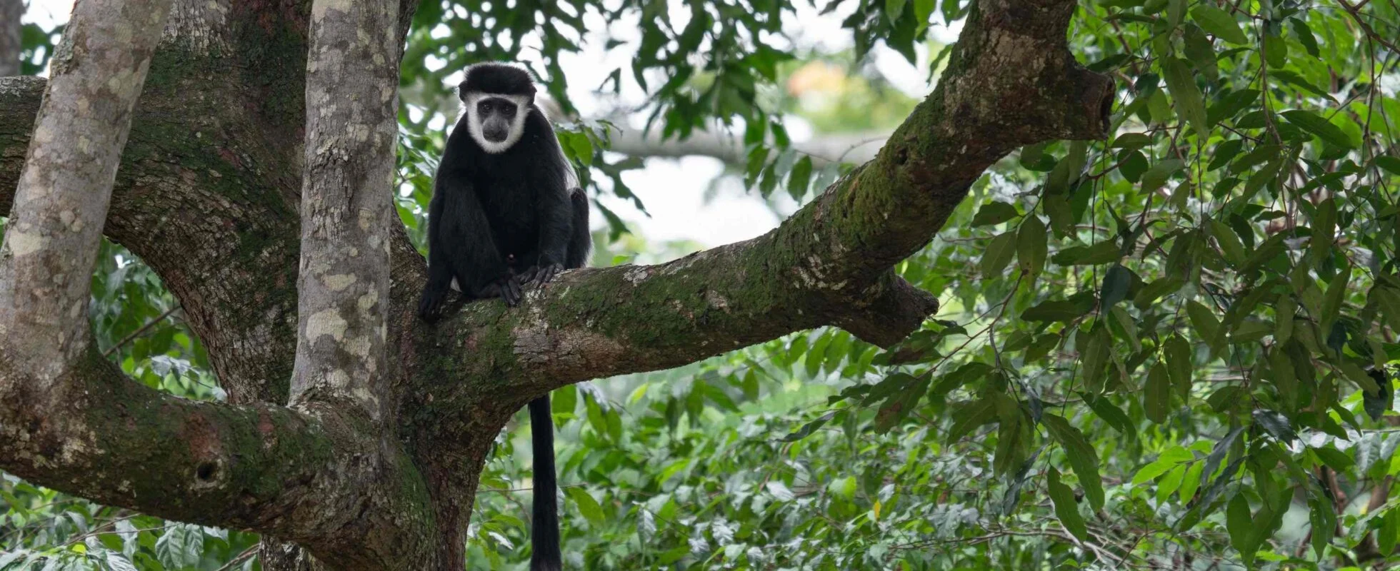 Golf-Colobus-1960x800