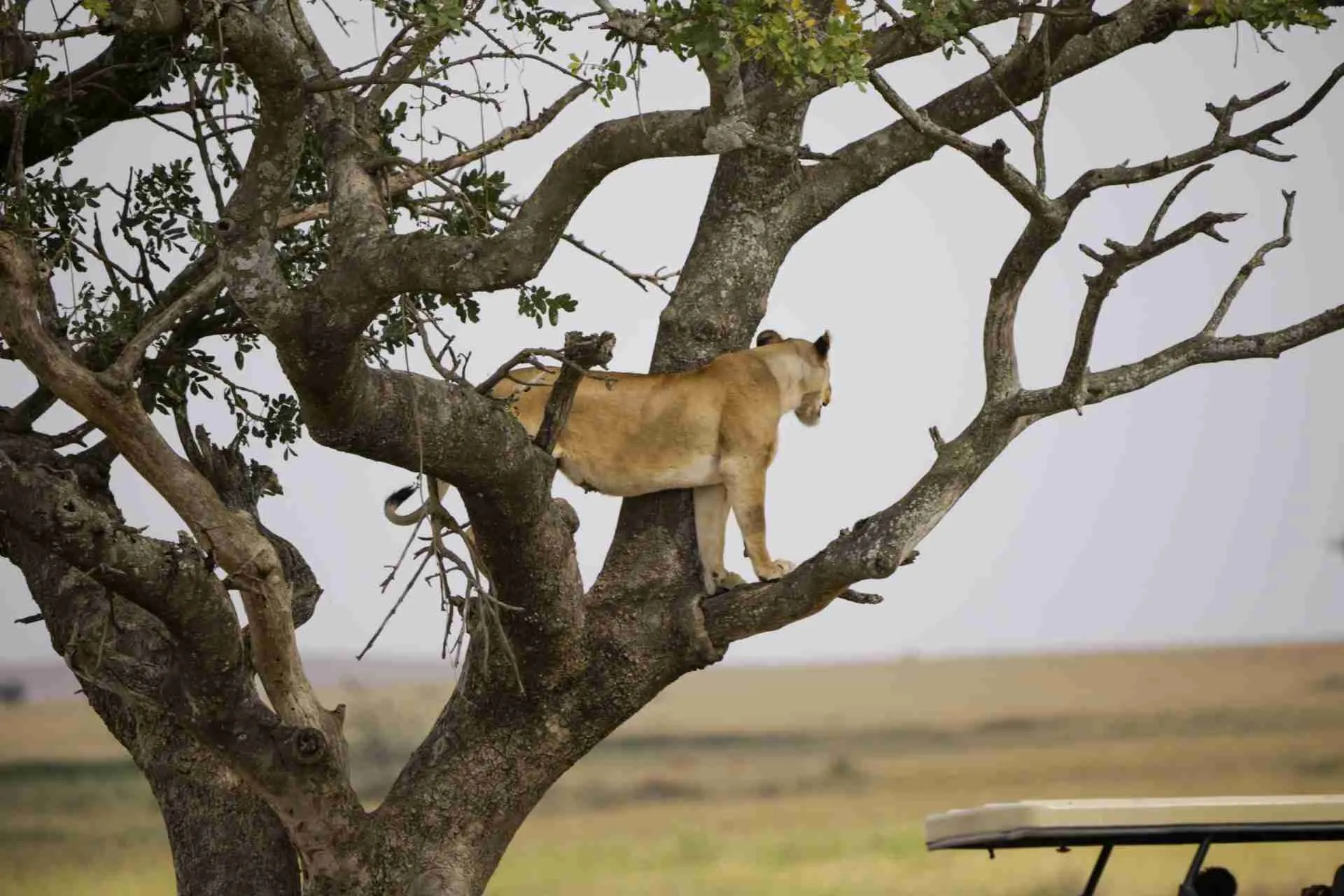 Lake-Manyara-National-Park-scaled-1