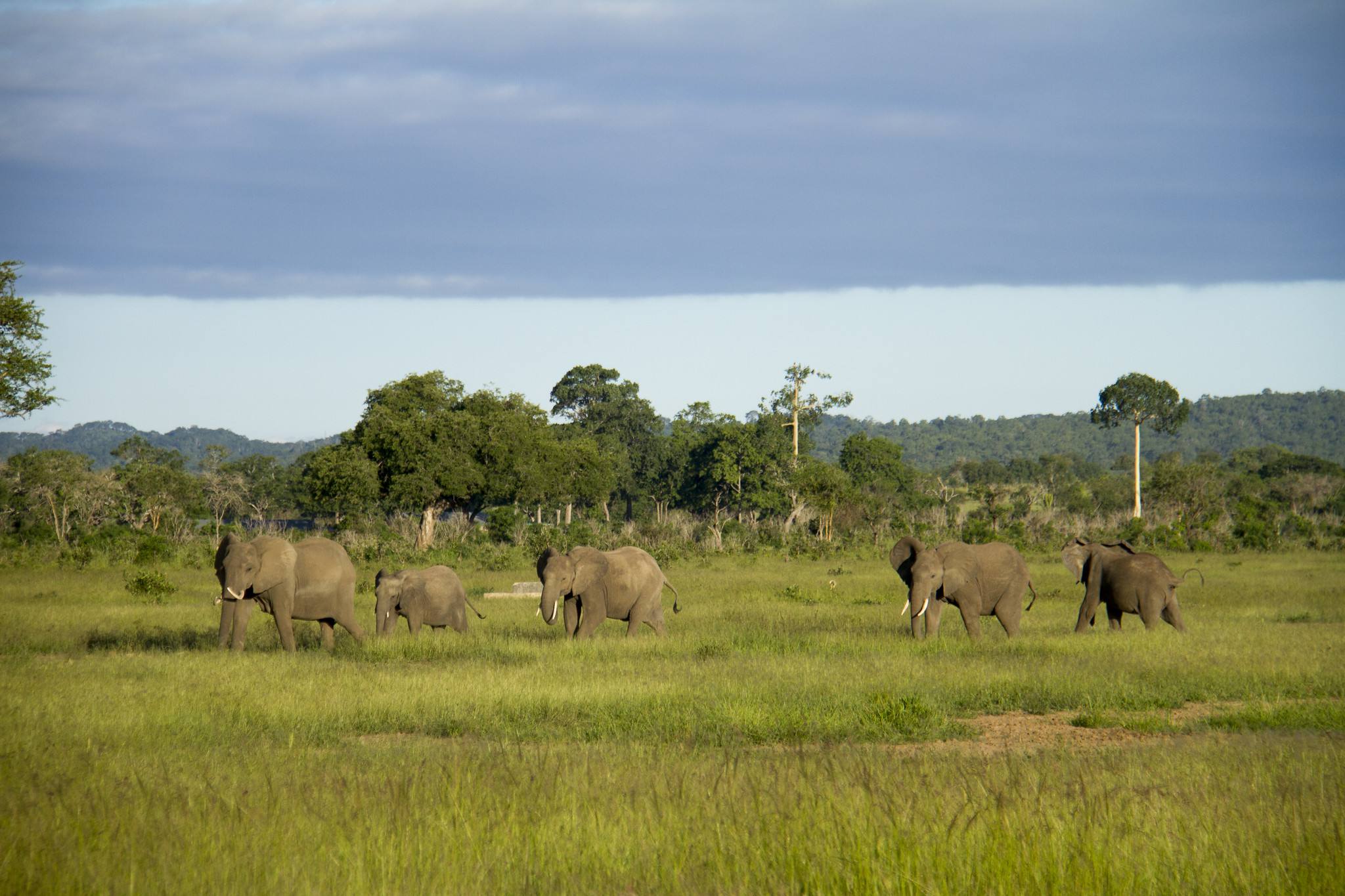 Mikumi_National_Park_Elephants_101