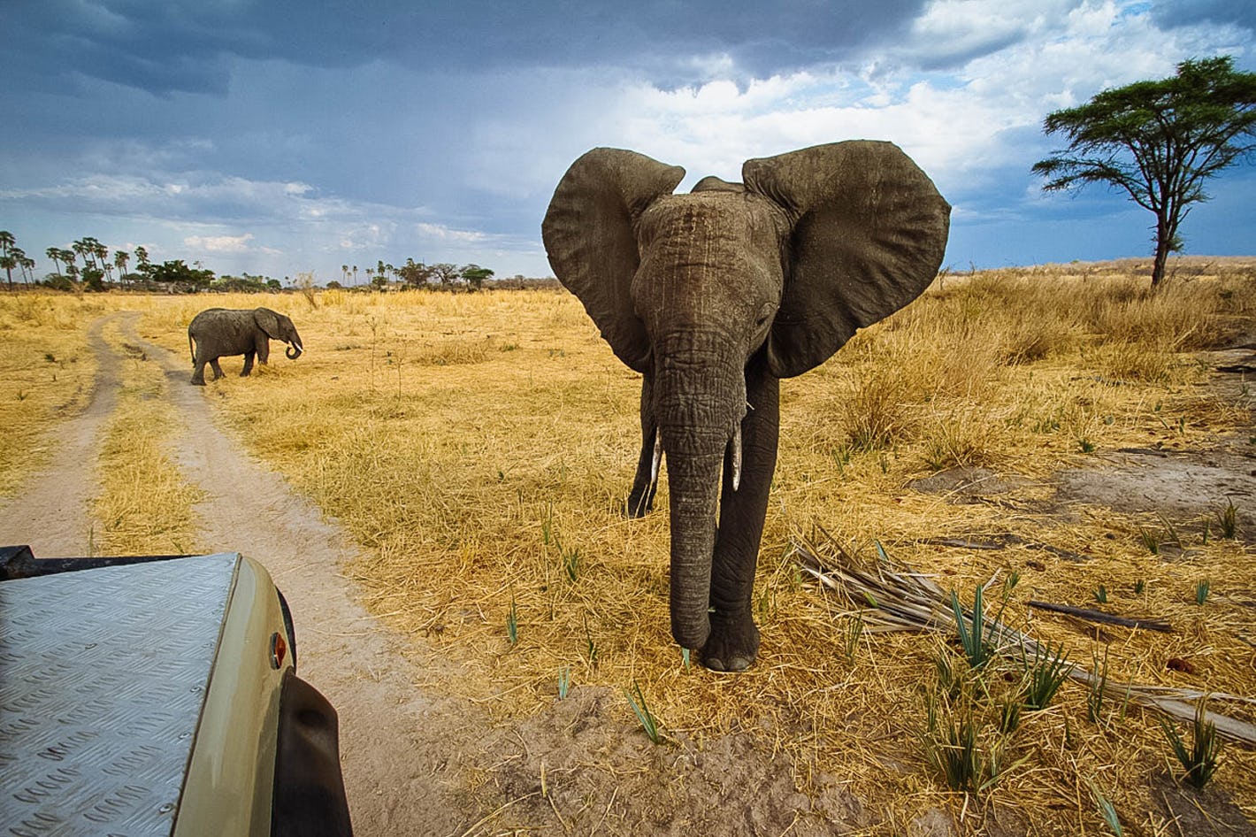 Tanzania-Ruaha-National-Park-Game-Drive-Wildlife-Elephants-Timbuktu-Travel