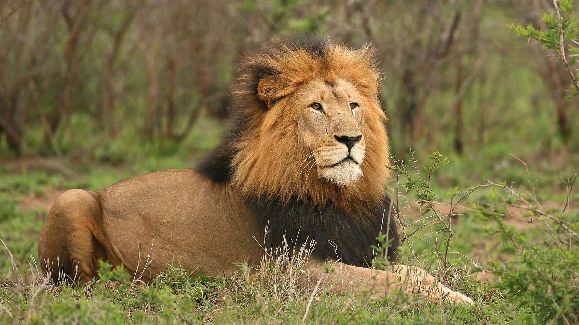 big-maned-lion-Ruaha