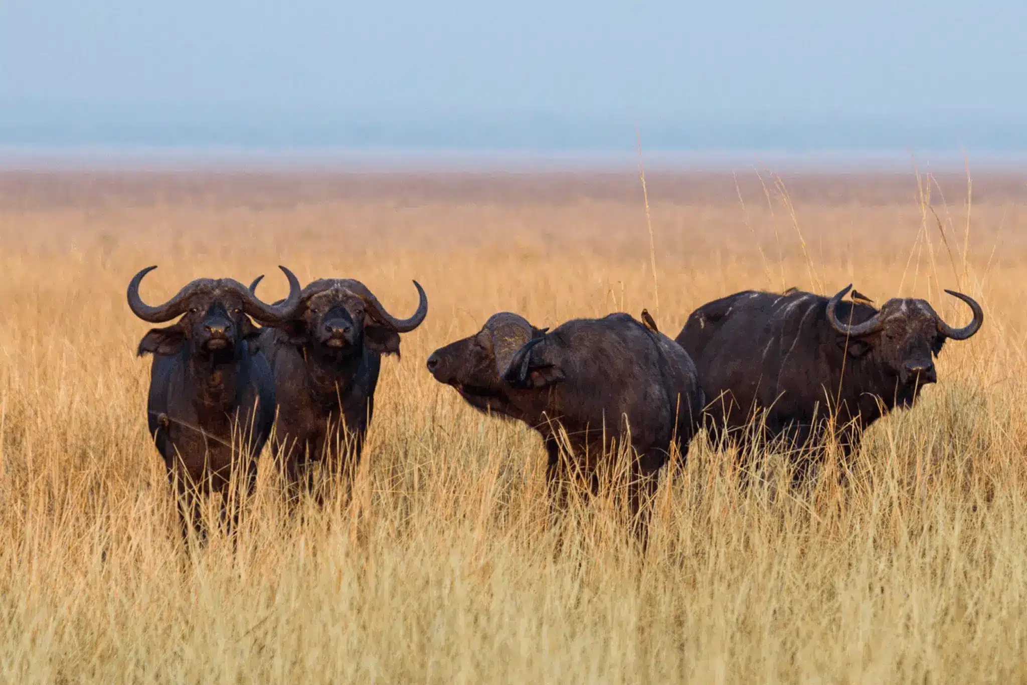 game-drives-buffalos-in-katavi-national-park