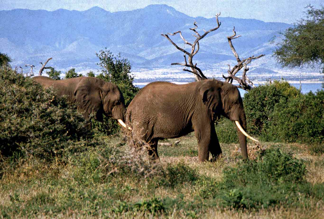 lake-manyara-national-park1