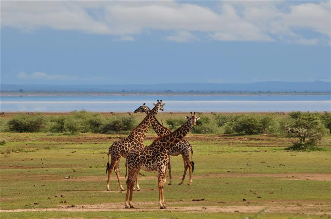 manyara-national-park-5