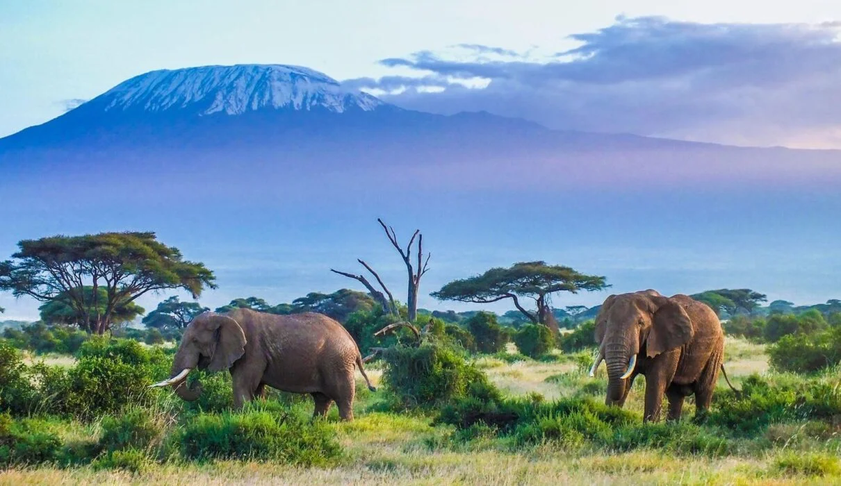 steptodowncom157199-1210x700