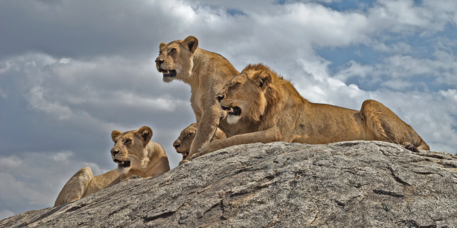 wildlife-animals-in-nyerere-selous