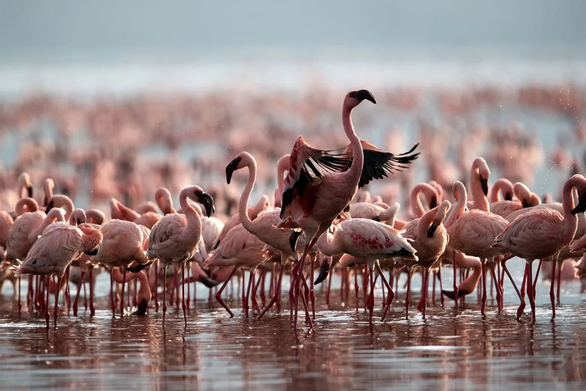 lake-natron