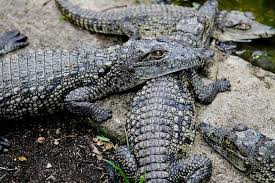 snake park croc