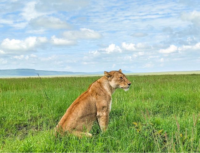 Big Cats (lion, cheetah)