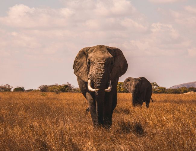 Elephants & Wildlife Herds